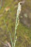 Radford's sedge